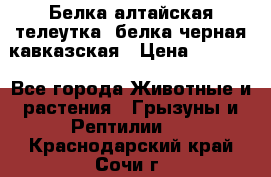 Белка алтайская телеутка, белка черная кавказская › Цена ­ 5 000 - Все города Животные и растения » Грызуны и Рептилии   . Краснодарский край,Сочи г.